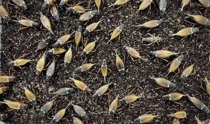 试论:老爷养的蛐蛐🦗赢了,对长工生活的影响 试论:老爷养的蛐蛐🦗赢了,对长工生活的影响