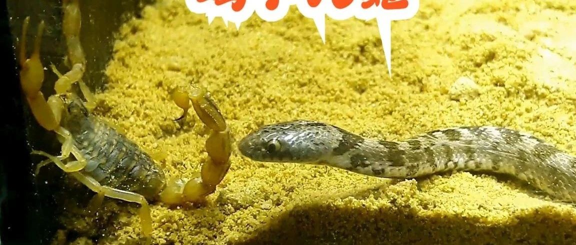 愿你我的生命能践踏蛇和蝎子