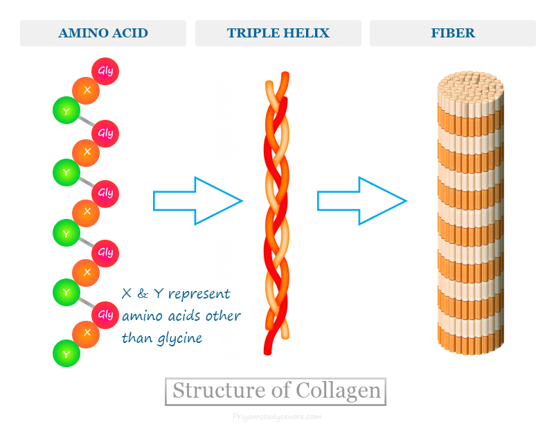 https://www.priyamstudycentre.com/2023/07/collagen-protein.html#google_vignette